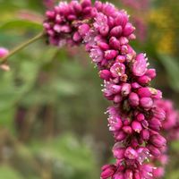 オオケタデ,タデ好きタデ族,なるのタデ好きタデ族,お出かけ先の画像