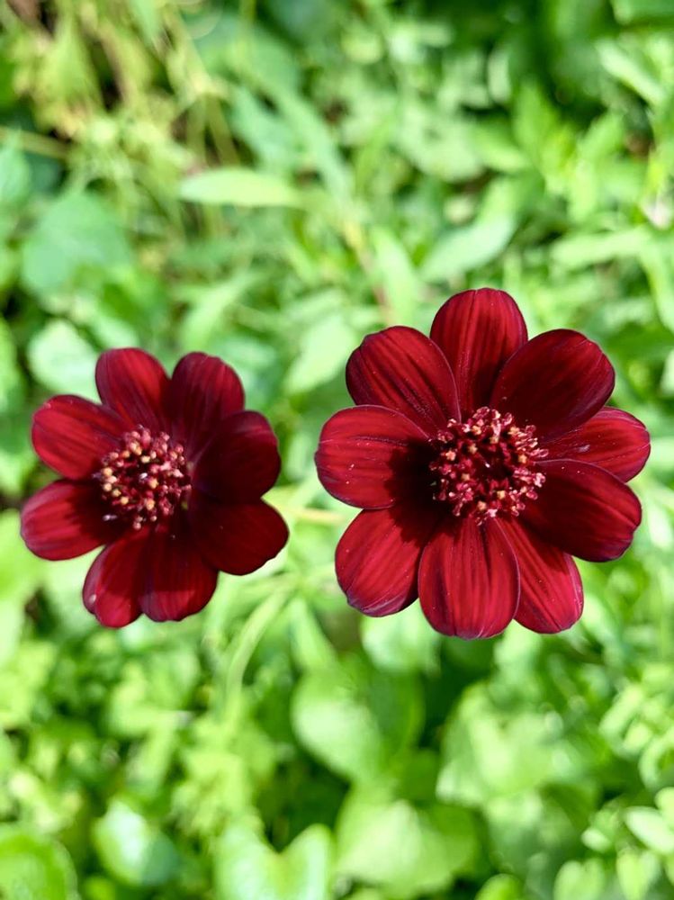 シゲルさんの港の見える丘公園への投稿