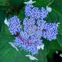 玉紫陽花の画像