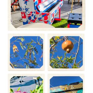 ザクロ,ネムノキ,ハイビスカス,かわいいな♡,美しいの画像