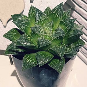 植え替え,ハオルシア属     ,秋の気配,多肉のある暮らし,もらいものの画像