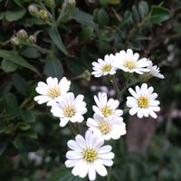 シャクチリソバ,ミヤマヨメナ,山野草,綺麗な色♡,白い花の画像