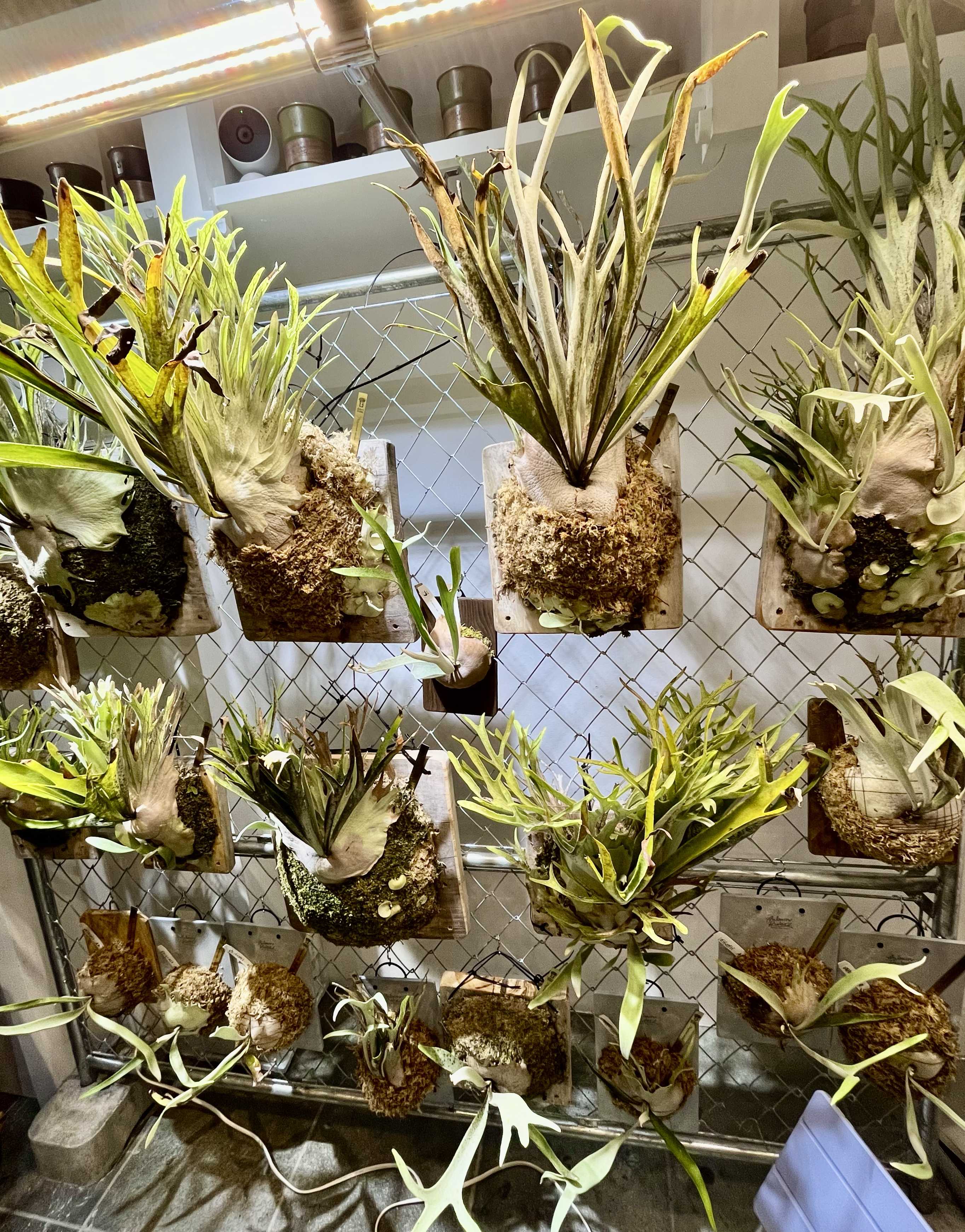 アガベ 笹の雪金色堂の一覧｜🍀GreenSnap（グリーンスナップ）