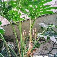 モンステラ,モンステラの実,パパイヤの実,ネオレゲリア ピンクセンセーション,夕焼け　西の空の画像