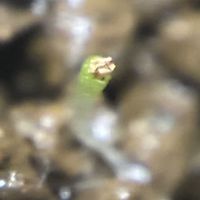 ブルゲリ,ブルゲリ。,コノフィツム・ブルゲリ,ブルゲリの種蒔き,実生の画像