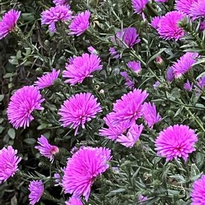 ペチュニア,ペチュニア,モンステラ,モンステラ,宿根アスター　キエトの画像