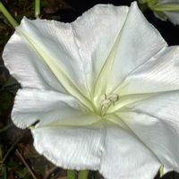 コスモス,ヨルガオ,コルチカム(イヌサフラン)の画像