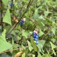 スミレ,アレチハナガサ,マルバツユクサ,イシミカワ,ハマスゲの画像