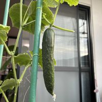 キュウリ,家庭菜園の画像