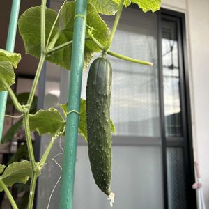 キュウリ,家庭菜園の画像