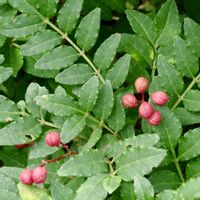 サンショウ,サンショウ,落葉低木,広島県庄原市比和町の画像