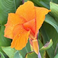 カンナ,ショウジョウソウ,ハツユキソウ,アメジストセージの画像