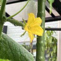 ズッキーニ,ズッキーニの花,ご近所,冬が待ち遠しい,マイペースにの画像