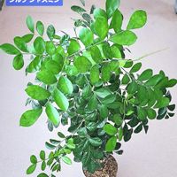 シルクジャスミン,ゲッキツ,ゲッキツ(シルクジャスミン),ダイソー,植物男子ベランダーの画像