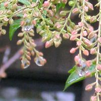 馬酔木(アセビ）,ブタナ(タンポポモドキ),ナラタケモドキ,雨上がり,涼しくなったね～の画像