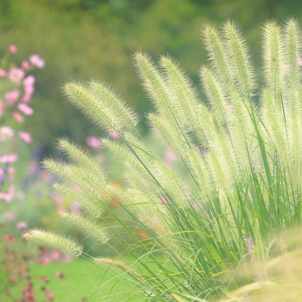maroさんの里山ガーデン（大花壇）への投稿