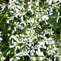 ユーフォルビア 白雪姫,さんぽ,メキシコ,トウダイグサ科の画像