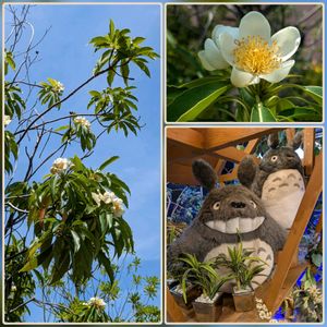 イジュ,イジュ,花のある暮らし,植物好き,自然の不思議の画像