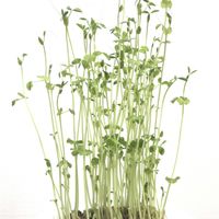 豆苗,トウミョウ,トウミョウ,水耕栽培,マメ科の画像