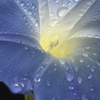 トロロアオイ,ムラサキツユクサ,西洋朝顔＊ヘブンリーブルー,ハイビスカス　ケイト,キュンキュン乙女倶楽部の画像