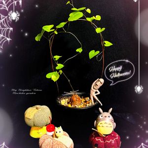 亀甲竜,亀甲竜,アフリカ亀甲竜,ディオスコレア 亀甲竜,ガチャガチャの画像