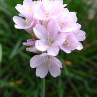 アルメリア,アルメリア アルマダ,宿根草♪,ピンクワールド,心に笑顔の花をの画像