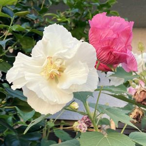 スイフヨウ,スイフヨウ,フヨウ,フヨウ,八重咲き酔芙蓉の画像