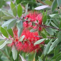 枝豆,ブラシの木,クサギ,柿の実,庭木の画像