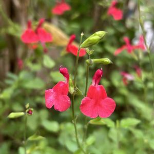 チェリーセージ,可愛い,イングリッシュガーデン,庭の画像