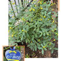 ハゴロモジャスミン,ハゴロモジャスミン,フジバカマ,フジバカマ,フジバカマの画像