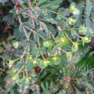 ユーフォルビア・ブラックバード,園芸品種の画像