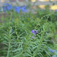 コレオプシス,緑のある暮らし,コバルトセージ　ネオ・midori,ルリマツリ・midori,コレオプシス・midoriの画像