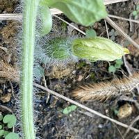 スイカ,粘土質,家庭菜園,庭の画像