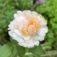 バラ,プリンセスヴェール,イングリッシュガーデン,白バラ,忘備録の画像