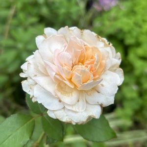 バラ,プリンセスヴェール,イングリッシュガーデン,白バラ,忘備録の画像