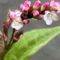 アイ,タデアイ,アイ(藍),優しさ,タデ好きタデ族の画像