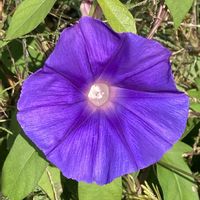 アサガオ,お出かけ先にての画像