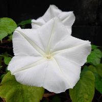 ユウガオの画像