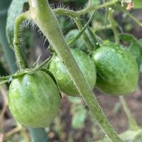 トマト,野菜,トマトの花, 中玉トマト,はたけの画像