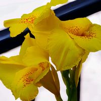 カンナ,ブライダルベール,ミセバヤ,今日のお花の画像