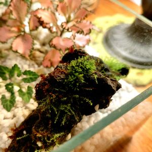 苔テラリウム,つぶやき,北海道,ありがとう,苔 (コケ)の画像