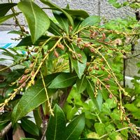 馬酔木(アセビ）,小さな庭の画像