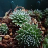 センペルビウム 巻絹,多肉植物の画像