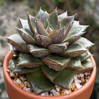 大和錦,多肉植物,植え替え,葉挿し,エケベリア属の画像