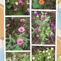 コスモス,千日紅,レモングラス,百日草,借りてる畑の画像