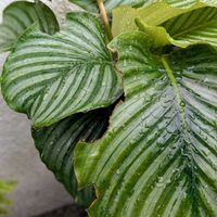 カラテア,カラテア・オルビフォリア,観葉植物,熱帯植物,botanical lifeの画像