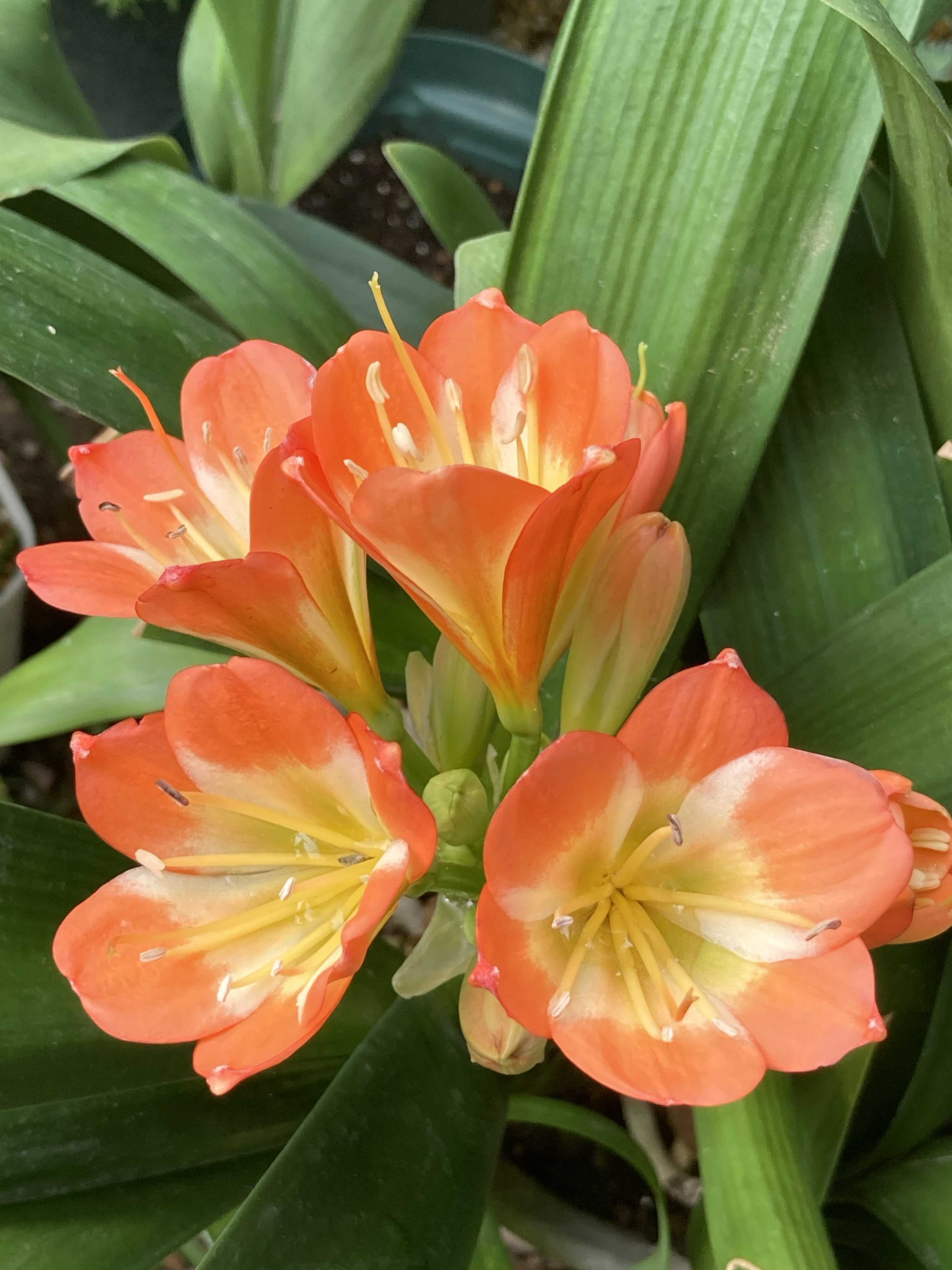 君子蘭の一覧｜🍀GreenSnap（グリーンスナップ）