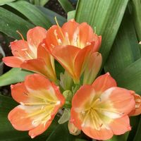 クンシラン,君子蘭,鉢植え,お気に入り♡,花のある暮らしの画像