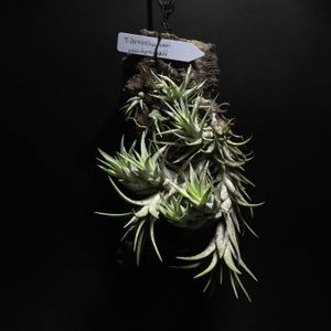 チランジア,チランジア　イオナンタ,チランジア イオナンタ バンハイニンギー,暴れん坊,エアープランツ/チランジアの画像