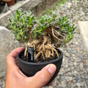 トリコディアデマ デンサム,盆栽,多肉植物,鉢植え,塊根植物の画像